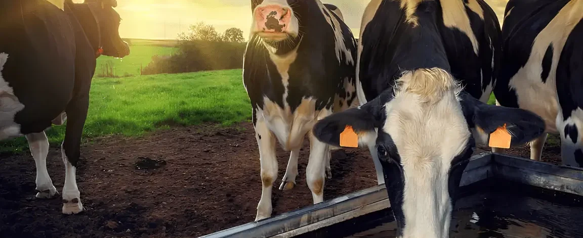 Destacada-herramientas-para-ganado-Lite