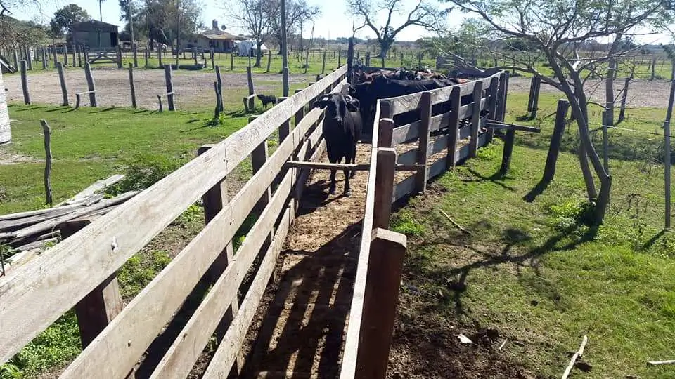 Imagen de texto de ganado vacuno Lite