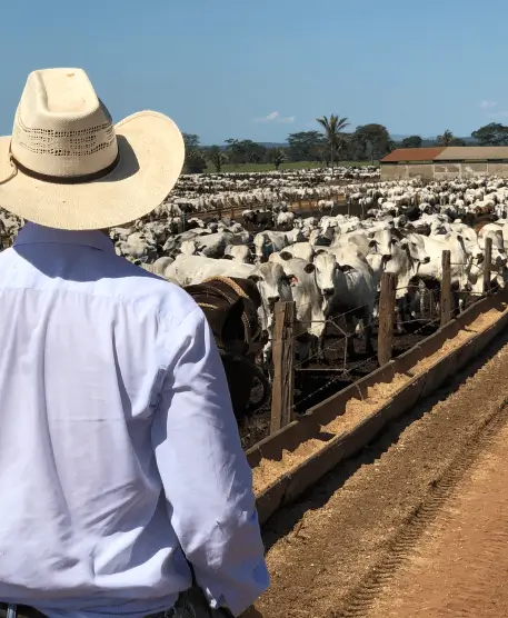 GANADO imagen home Lite