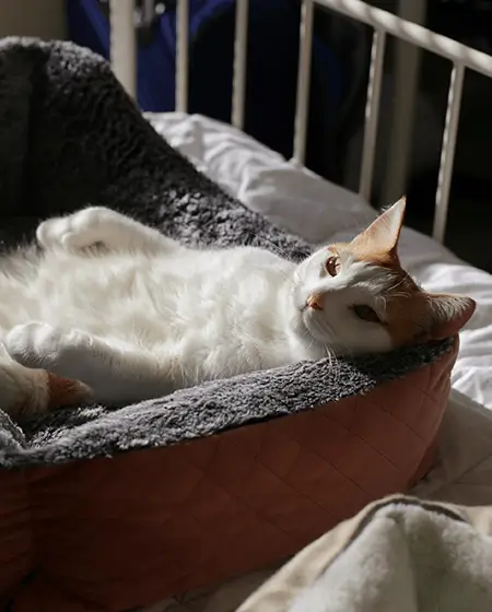 banner accesorios Lite