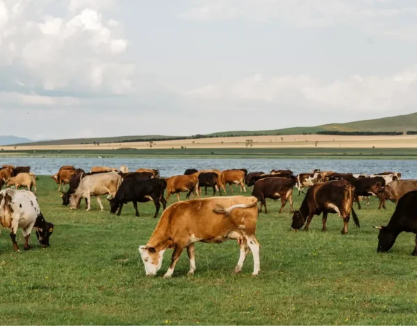 Destacada blindaje ganadero